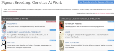pigeon genetics choices