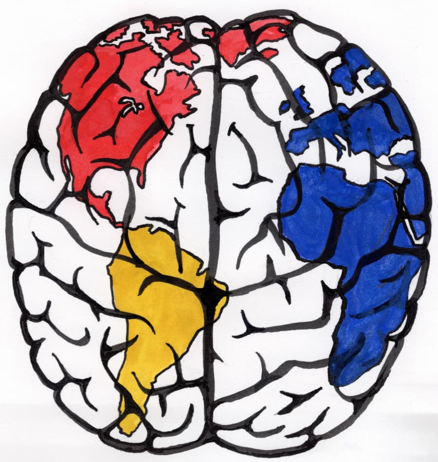 globe made of brain with continents in primary colors