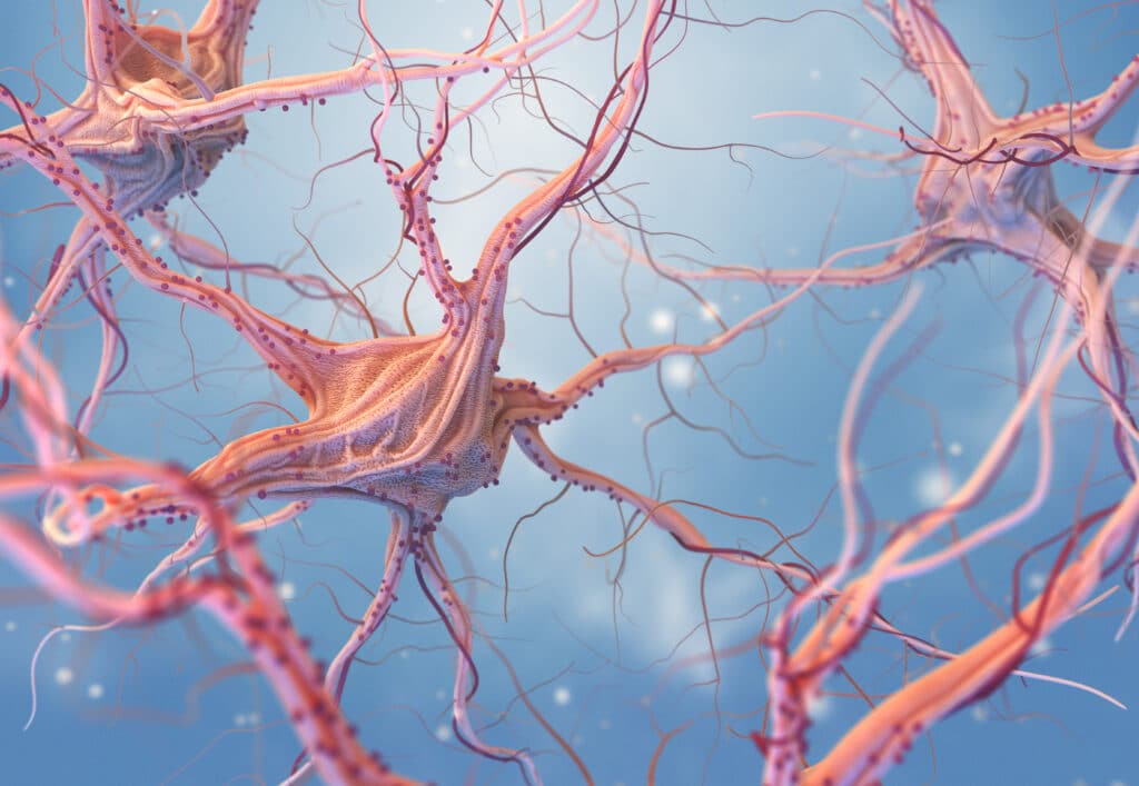 neurons and neural pathways